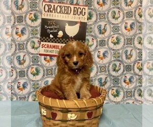 Cavapoo-Poodle (Miniature) Mix Puppy for sale in ORO VALLEY, AZ, USA