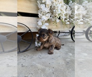 Yorkshire Terrier Puppy for sale in EULESS, TX, USA