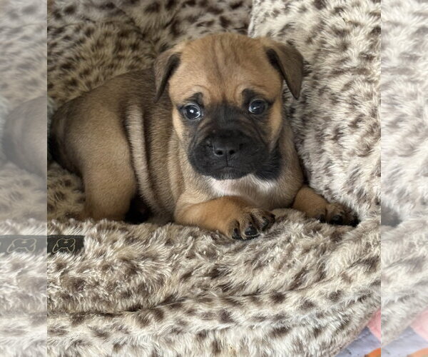 Medium Photo #3 French Bulldog Puppy For Sale in St. Louis Park, MN, USA