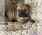 Small #2 French Bulldog