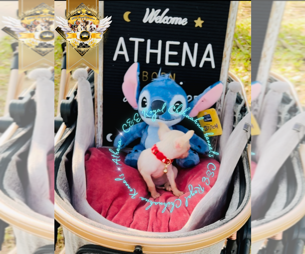 Medium Photo #2 Chihuahua Puppy For Sale in ATHENS, GA, USA