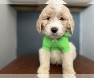 Goldendoodle Puppy for sale in PIEDMONT, SC, USA