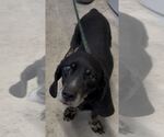 Small #3 Basschshund