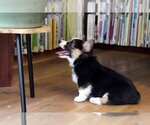 Small #8 Pembroke Welsh Corgi