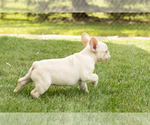 Small #4 French Bulldog