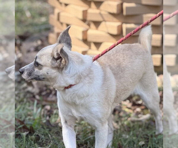 Medium Photo #2 Chihuahua Puppy For Sale in Yardley, PA, USA