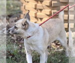 Small Photo #2 Chihuahua Puppy For Sale in Yardley, PA, USA