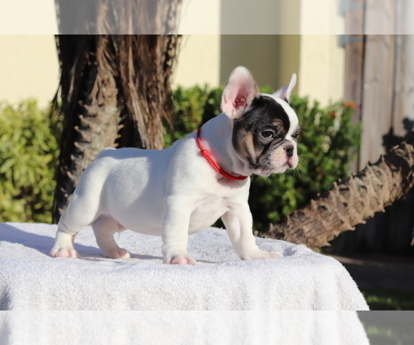 Medium Photo #1 French Bulldog Puppy For Sale in POMPANO BEACH, FL, USA