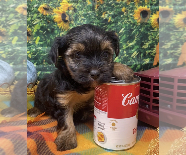 Medium Photo #4 Shorkie Tzu Puppy For Sale in SELLERSBURG, IN, USA