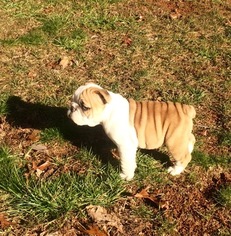 Bulldog Puppy for sale in SANDY RIDGE, NC, USA