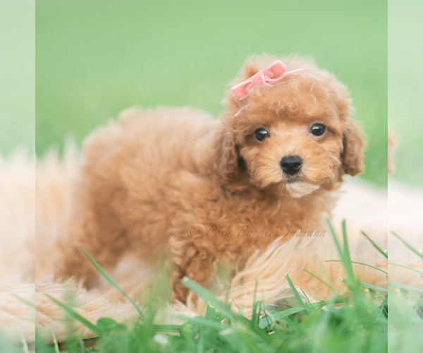 Medium Photo #3 Poodle (Toy) Puppy For Sale in WARSAW, IN, USA