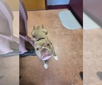 Small #7 Bulldog Mix