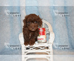 Small Photo #6 Poodle (Toy) Puppy For Sale in SANGER, TX, USA