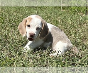Beagle Puppy for sale in COUPLAND, TX, USA