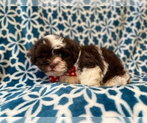 ShihPoo Puppy for sale in LAKELAND, FL, USA