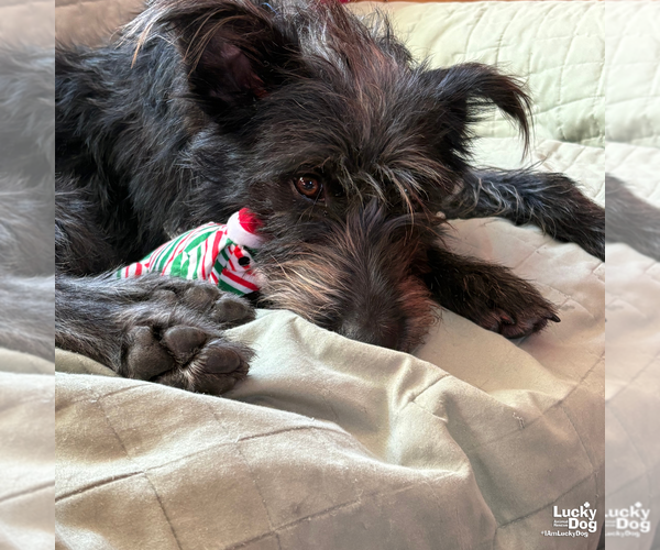 Medium Photo #10 Mutt Puppy For Sale in Washington, DC, USA