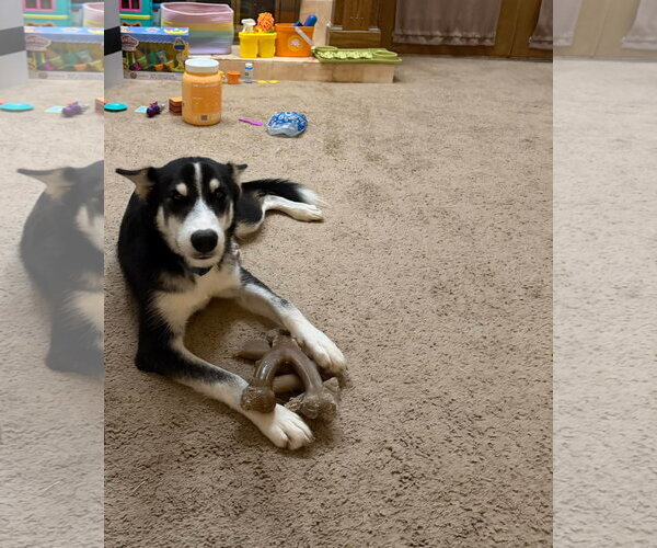 Medium Photo #1 Siberian Husky Puppy For Sale in Carrollton, TX, USA