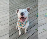 Small #1 American Pit Bull Terrier Mix