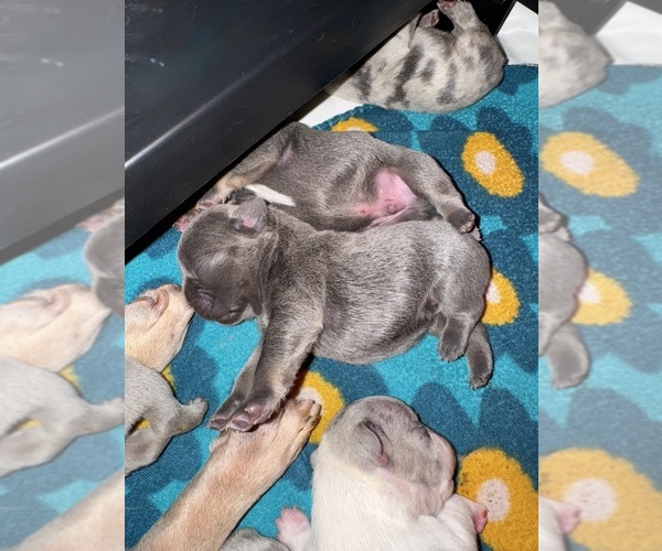 Medium Photo #1 French Bulldog Puppy For Sale in HILTON, NY, USA