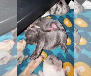 Medium French Bulldog