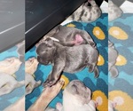 Puppy Puppy 8 French Bulldog