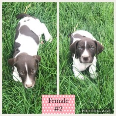 German Shorthaired Pointer Puppy for sale in GALT, CA, USA