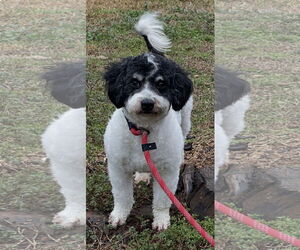 Cavapoo Dogs for adoption in Rockaway, NJ, USA
