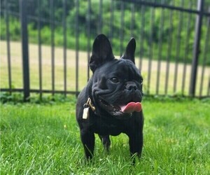 French Bulldog Puppy for sale in MOUNT UNION, PA, USA
