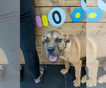 Small Photo #2 Mutt Puppy For Sale in Vail, AZ, USA