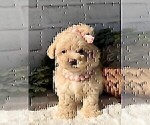 Small #20 Poodle (Toy)