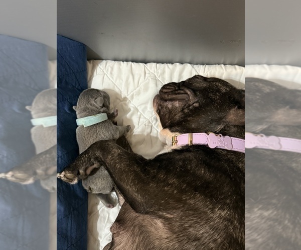 Medium Photo #12 French Bulldog Puppy For Sale in BIG RAPIDS, MI, USA