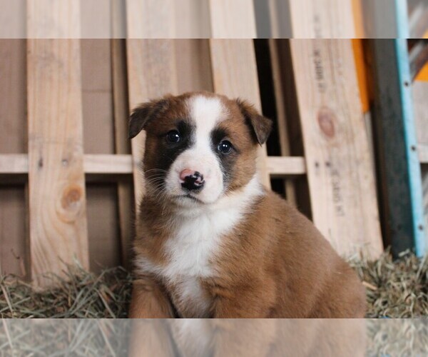 Medium Photo #5 Shollie Puppy For Sale in PENNVILLE, IN, USA