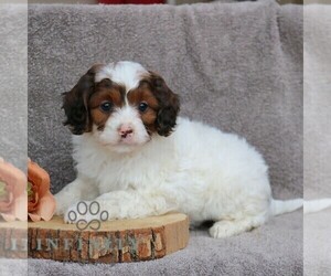 Cavapoo Puppy for sale in LEOLA, PA, USA