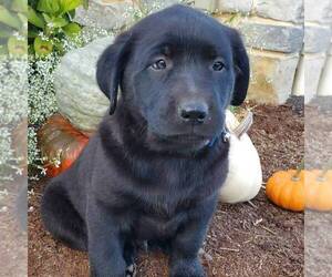 Belgian Malinois-Labrador Retriever Mix Puppy for sale in NEW PROVIDENCE, PA, USA