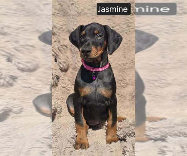 Medium Photo #2 Doberman Pinscher Puppy For Sale in POMEROY, OH, USA