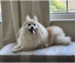 Small #3 Pomeranian Mix