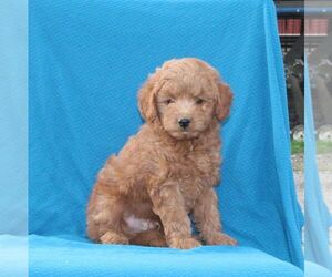 Goldendoodle (Miniature) Puppy for sale in AIRVILLE, PA, USA