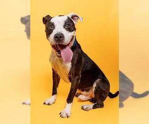 Medium American Pit Bull Terrier
