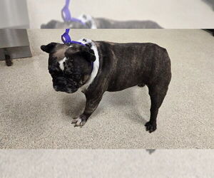 French Bulldog Dogs for adoption in Riverside, CA, USA
