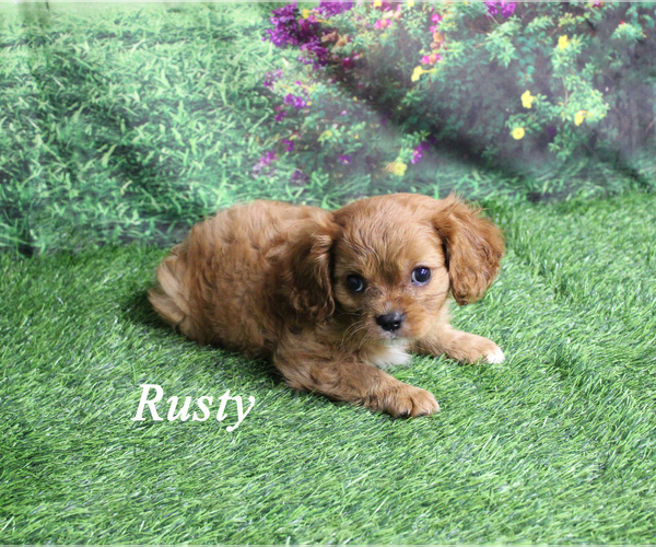 Medium Photo #3 Cavalier King Charles Spaniel Puppy For Sale in CHANUTE, KS, USA