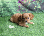 Small #2 Cavalier King Charles Spaniel