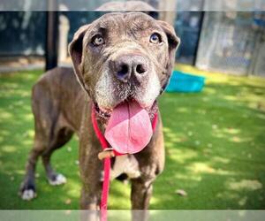 Mutt Dogs for adoption in Orlando, FL, USA