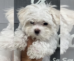 Maltese Puppy for sale in FORT WORTH, TX, USA