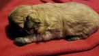 Small Photo #3 Zuchon Puppy For Sale in MERRIAM, KS, USA