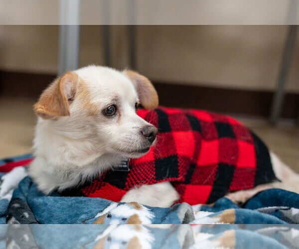 Medium Photo #4 Chihuahua-Unknown Mix Puppy For Sale in Mundelein, IL, USA