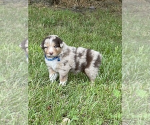 Australian Shepherd Puppy for sale in EXETER, MO, USA