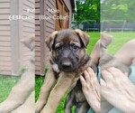 Small #12 German Shepherd Dog