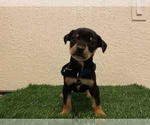 Doxie-Pin Puppy for sale in SAN DIEGO, CA, USA