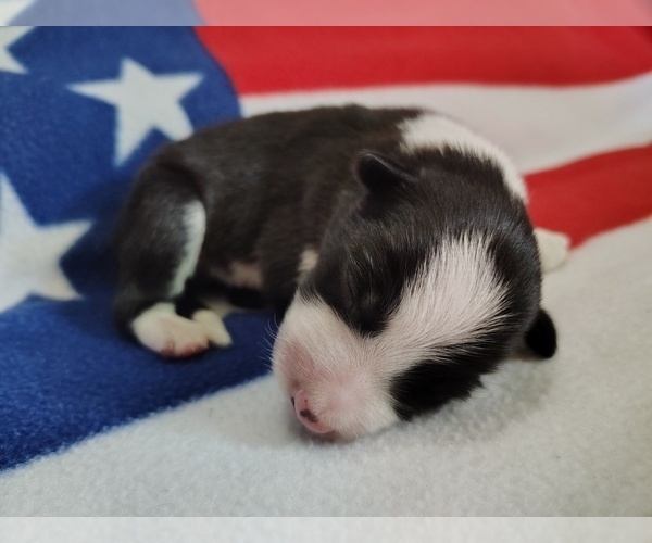 Medium Photo #49 Border Collie Puppy For Sale in NORBORNE, MO, USA