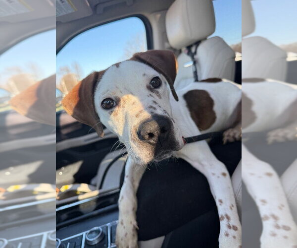 Medium Photo #1 Mutt Puppy For Sale in Evansville, IN, USA